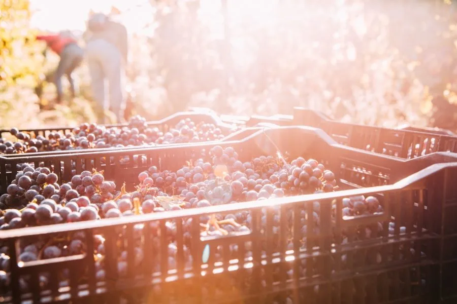 Vendange à la main dans le Tursan (Landes)