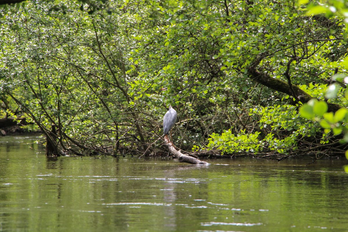 Lac Léon Courant d'Huchet