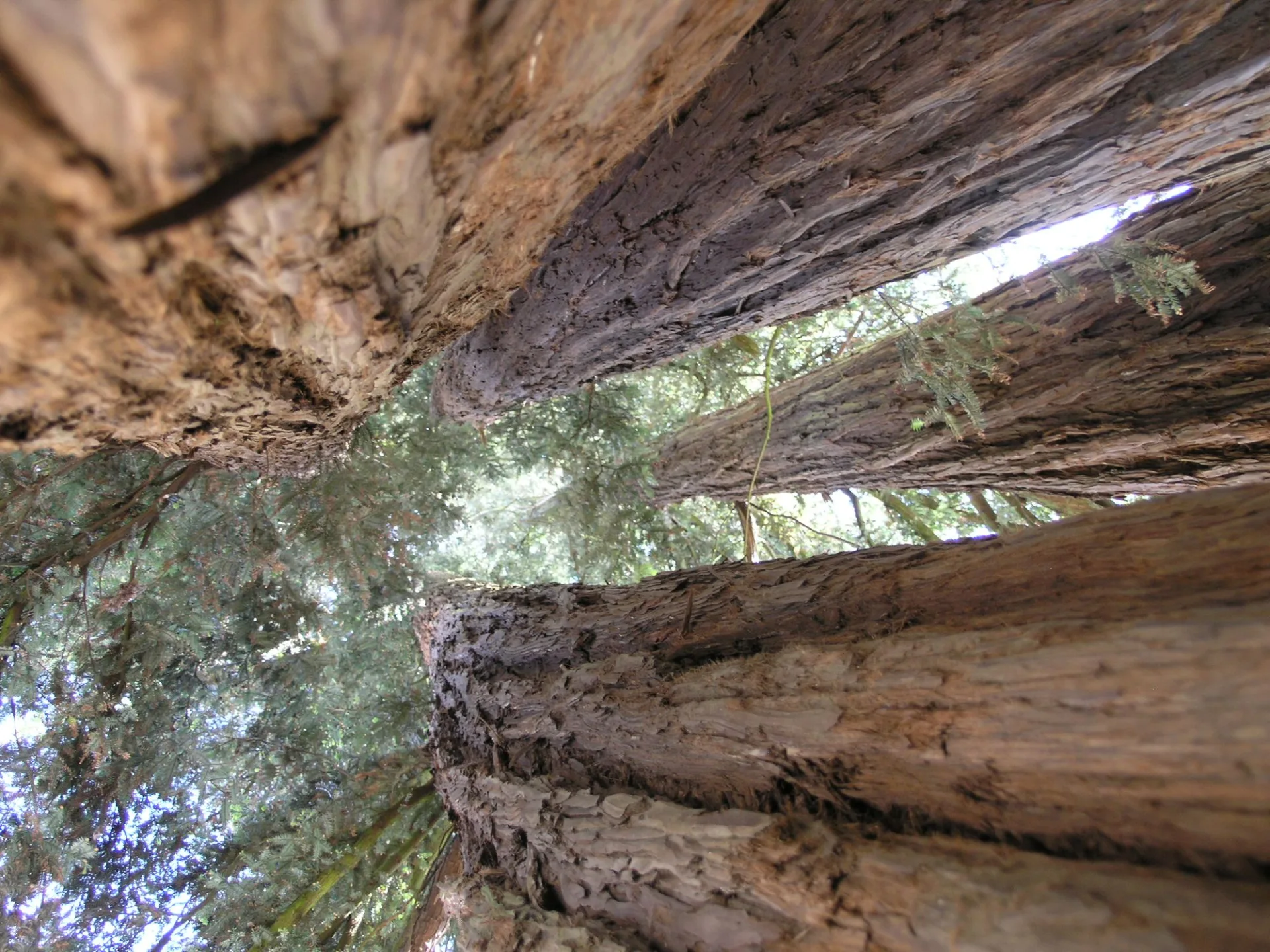 © Mairie de Castets – CASTETS – Séquoia vue vers le haut