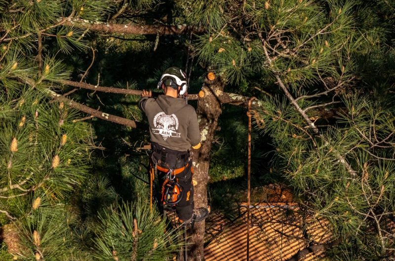 ©Action Elagage Nature 2025 (1)