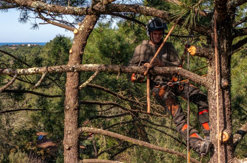 ©Action Elagage Nature 2025 (2)