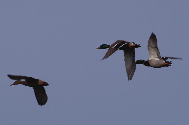 -Catherine-Kwasniewski–2-