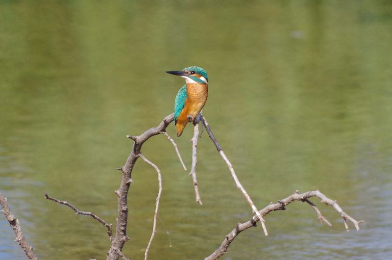 -Catherine-Kwasniewski-2