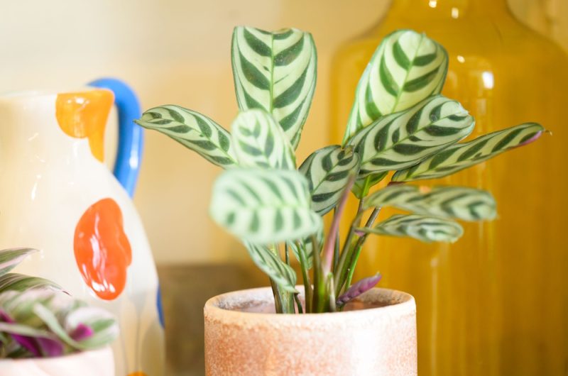 ©Cueillette Fleuriste 2025 (5)