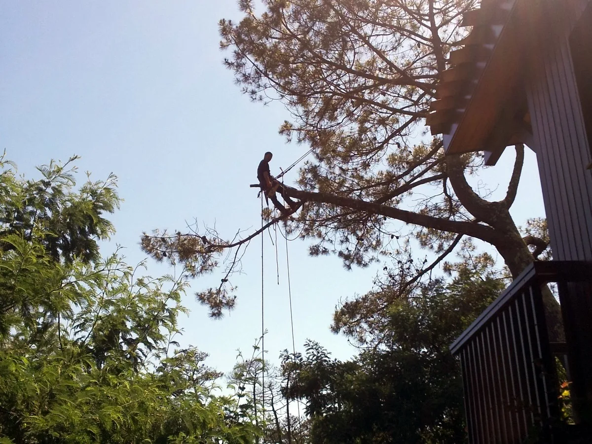 -Elag-arbres-2015–1–2