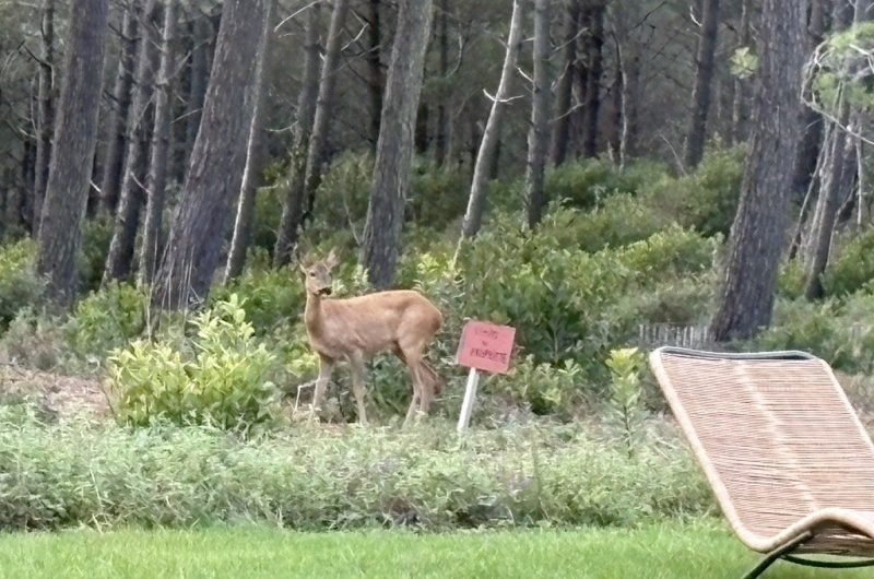 115 Maison du Courant_Moliets_Landes Atlantique Sud