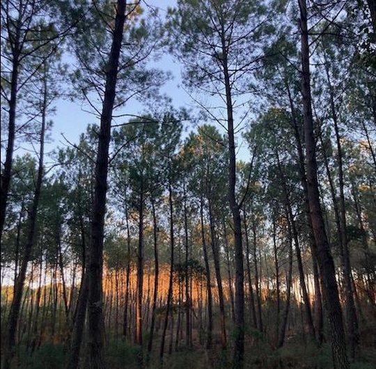 126 120 Villa Marcassin – Domaine de Branouns_Messanges_Landes Atlantique Sud