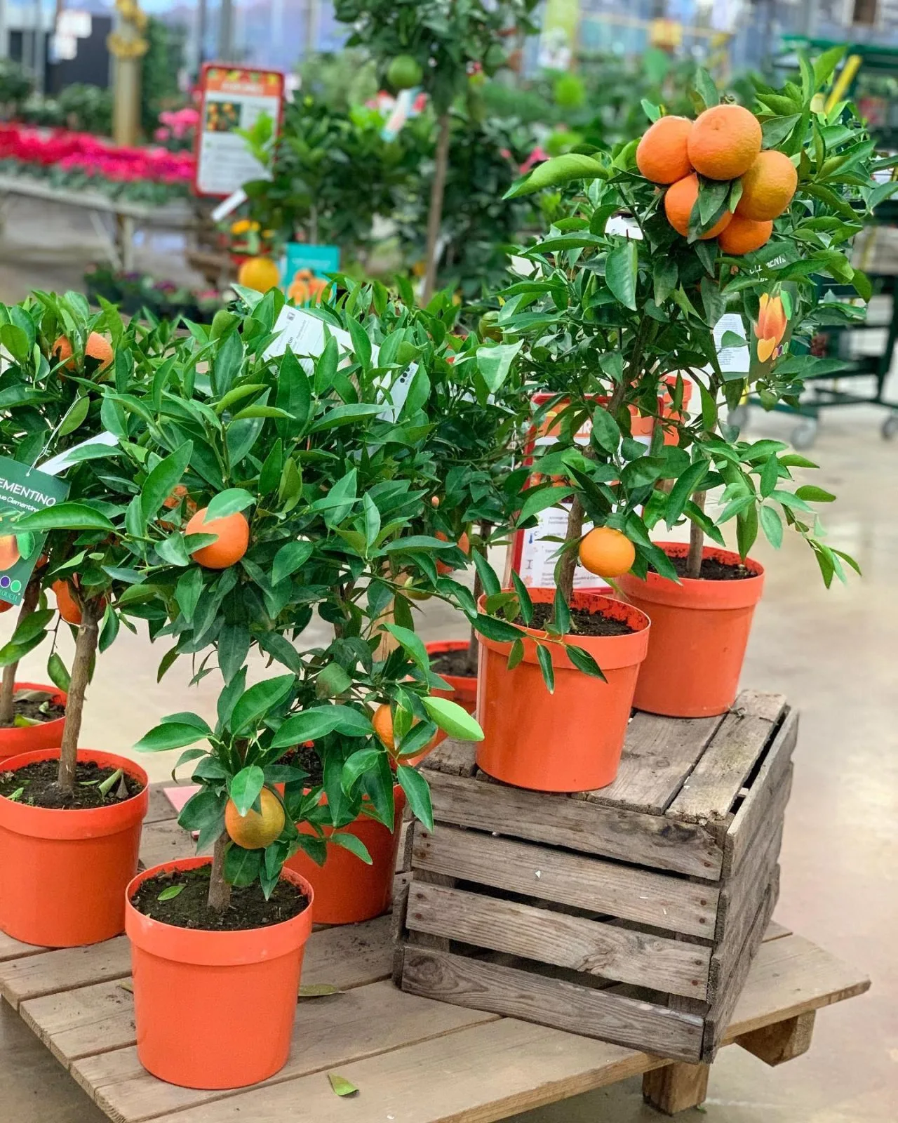 130039995_992224291260968_8515321010220189711_o