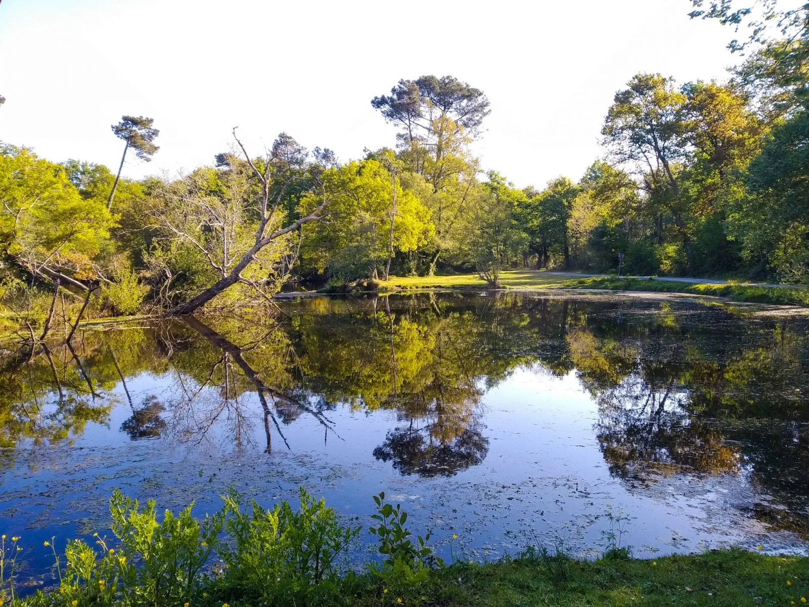 Etangs de la Gravière