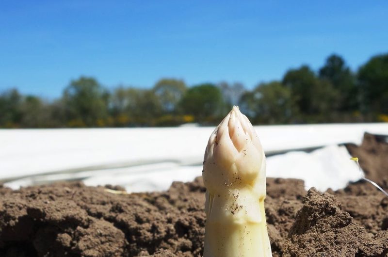 2021 – CACH – Ferme des Sables Blancs – Asperges – ©Ferme des Sables Blancs