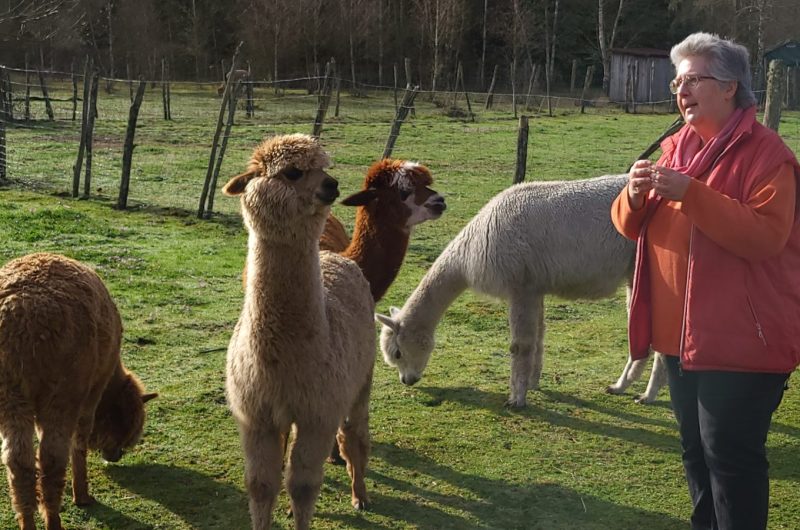 2023 – BOUR – Éductour – Découverte des alpagas – Ferme le Hillot – ©OT Landes d’Armagnac – WF (11)