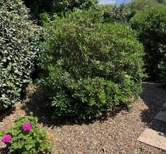 2023_cerantola_colibri2 (Copier)