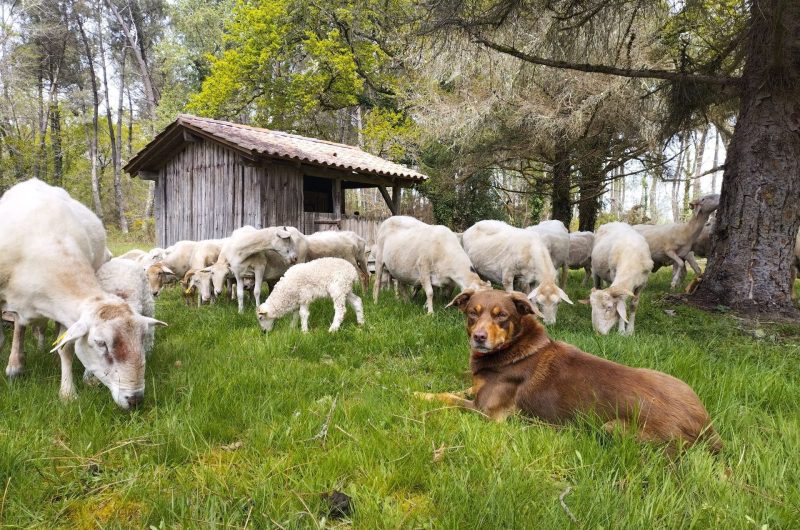 2024 – MAIL – Bergerie de Maillas – Troupeau – ©Marion POUTAYS