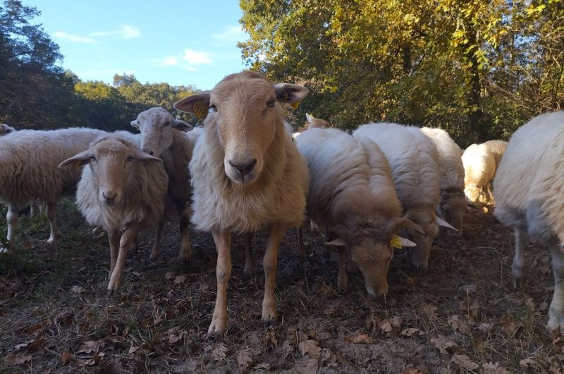 2024 – MAIL – Bergerie de Maillas – Troupeau (2) – ©Marion POUTAYS