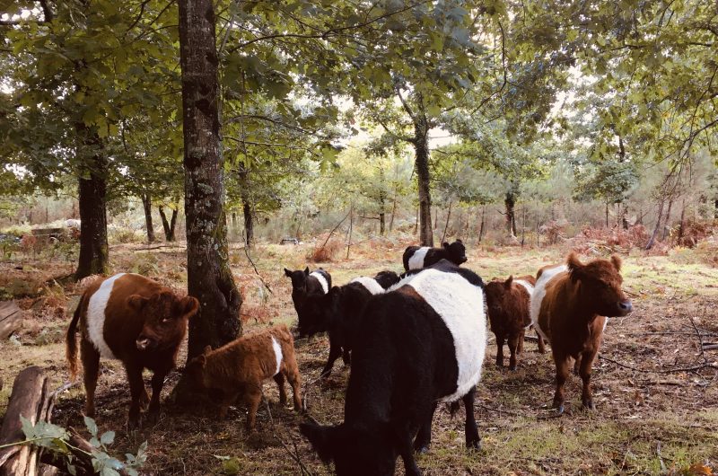 2025 – CREO – Ferme du Thieu – Galloway bois – ©Sébastien Galloy
