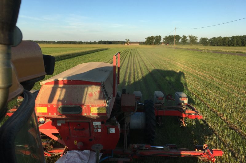 2025 – CREO – Ferme du Thieu – Maestro st – ©Sébastien Galloy