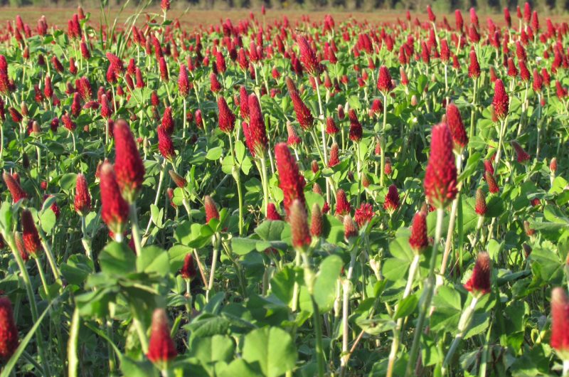 2025 – CREO – Ferme du Thieu – Trefle incarnat – ©Sébastien Galloy
