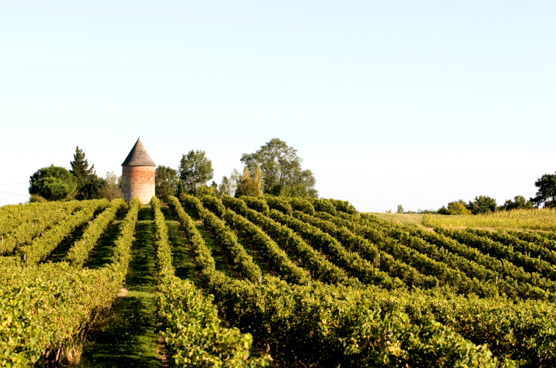 2025 – PARL – Domaine de Laballe – Vignes – ©Domaine de Laballe