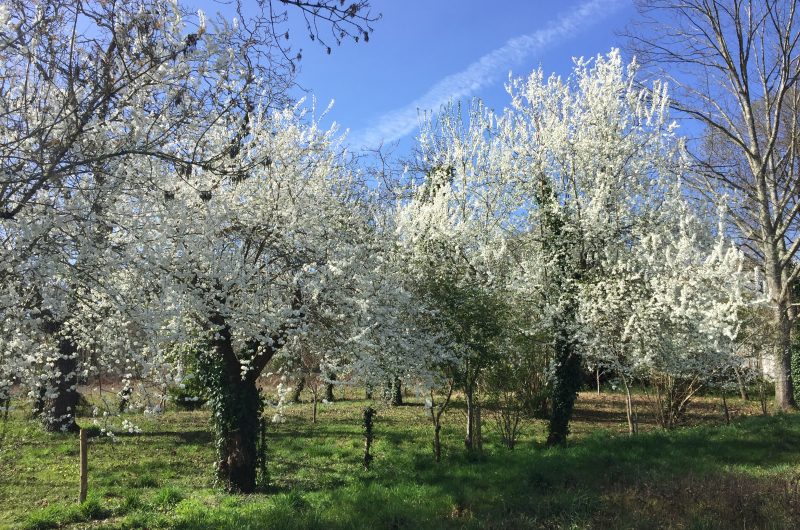 2026 – VILL – Gîte les Écureuils – Jardin – ©Alain Serres (1)