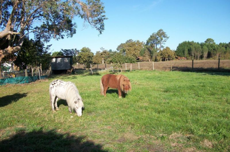 2026_cugnet_hirondelle (10) (Copier)