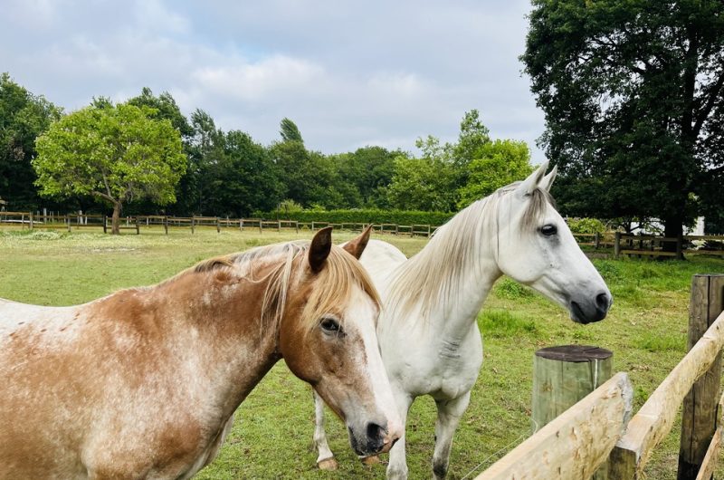 2026_gite_amadeus (5) (Copier)