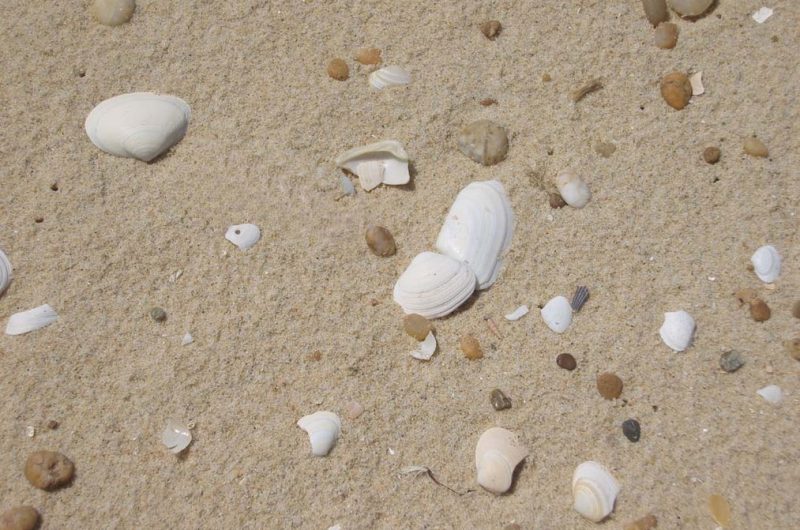 2026_larriau3 (Copier)