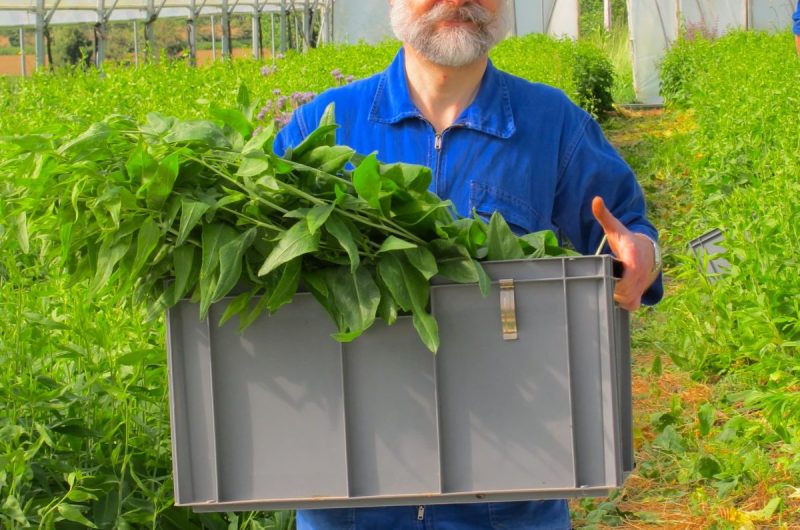 6384c6c9f1eeb14f5b5b1f5e_Abbaye-Notre-Dame-Maylis-Landes-bénédictins-olivétains-retraite-spirituelle-potager-serre-frère