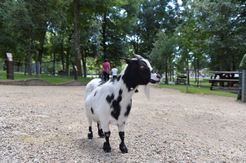 667551-parc-animalier-de-nahuques062017gilles-arroyo-59