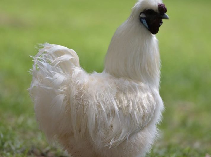 667553-parc-animalier-de-nahuques062017gilles-arroyo-68