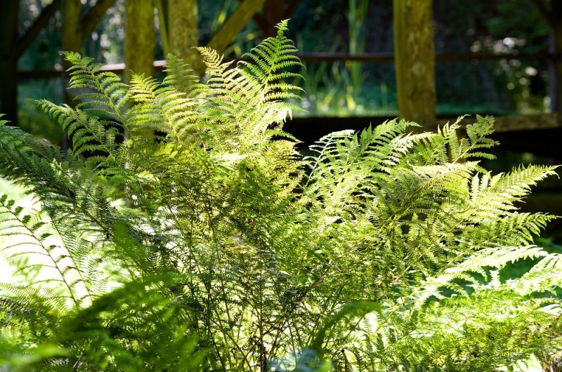 667604-laglorieuse-ymanioski-9r