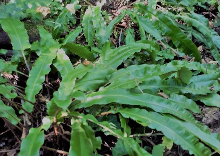 667658-site-de-castetscarine-couerbe-34r