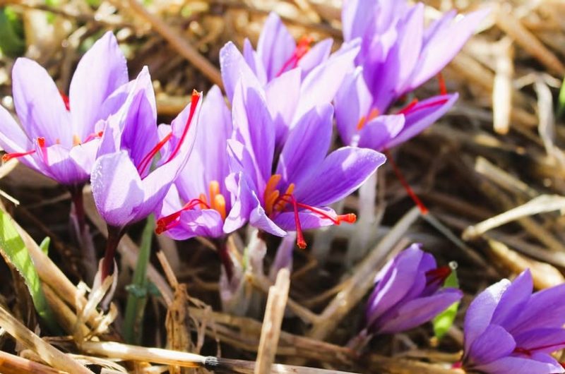 679540134_1549092403886627_8036108293683965219_n