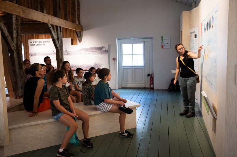 697856-graine-de-foret-1