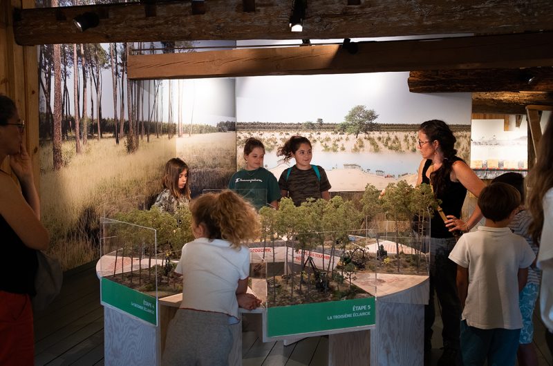 697861-graine-de-foret-6