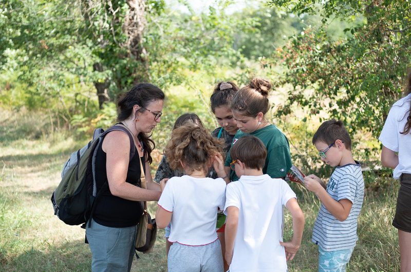 697866-graine-de-foret-11