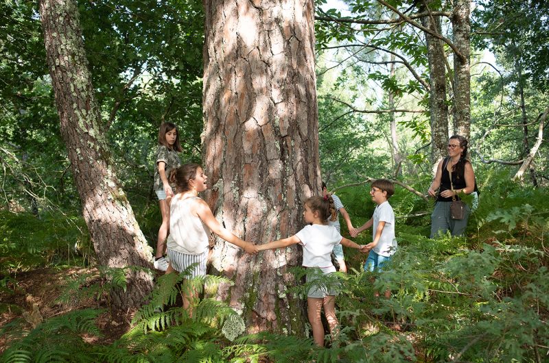 697870-graine-de-foret-15