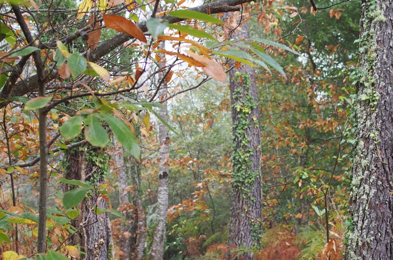 697874-graine-de-foret-19