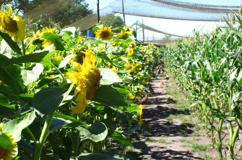 781414-1078984-408901265887745-1058078498-o