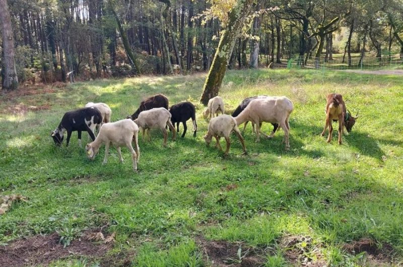 828498-bergerie-anais-2-900×1200