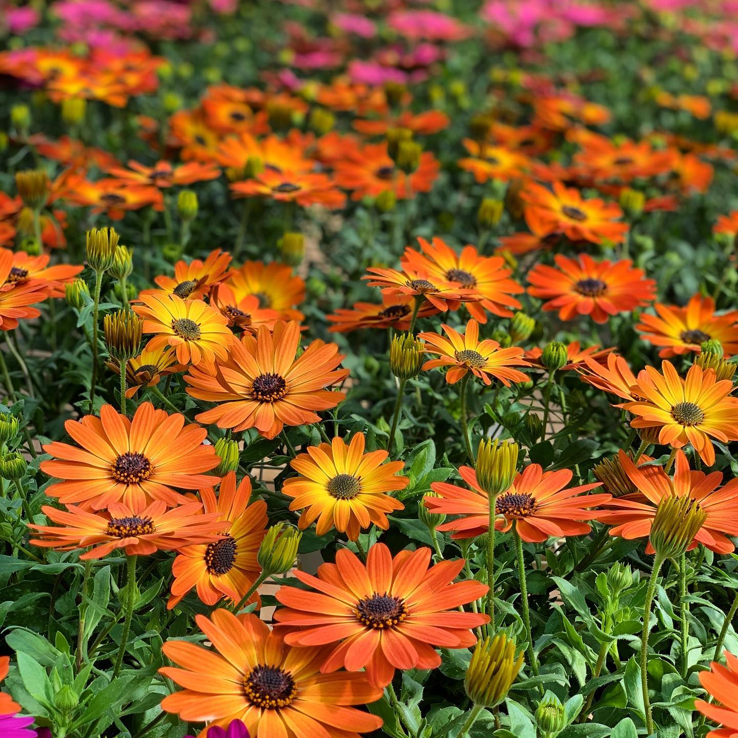 89005045_800758690407530_2288506262054240256_o