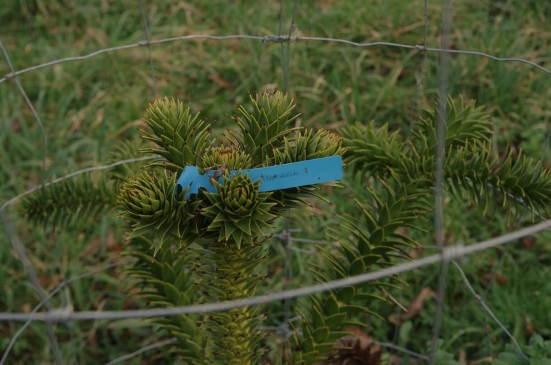 Arboretum Pouillon 3