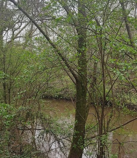 A Labenne, Circuit des Arbres remarquables