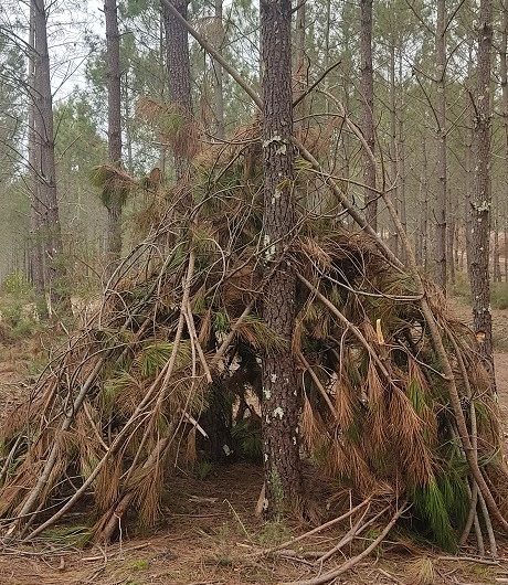 A Labenne, Circuit des Arbres remarquables