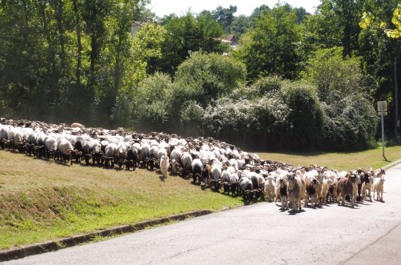 Arrivee-a-Lacquy-Route-de-la-Transhumance-2