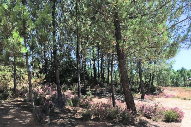 Design sans titre – 1