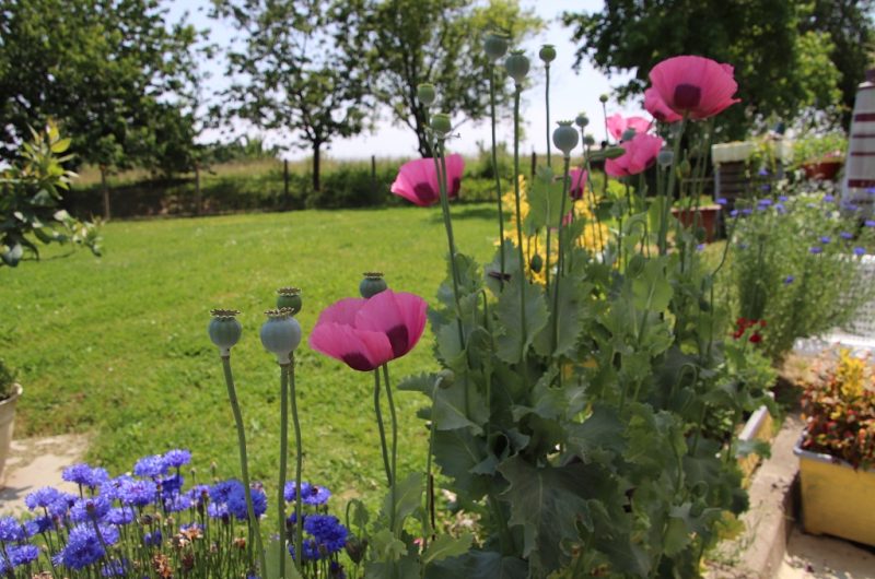 Barrouilhet Grange – jardin