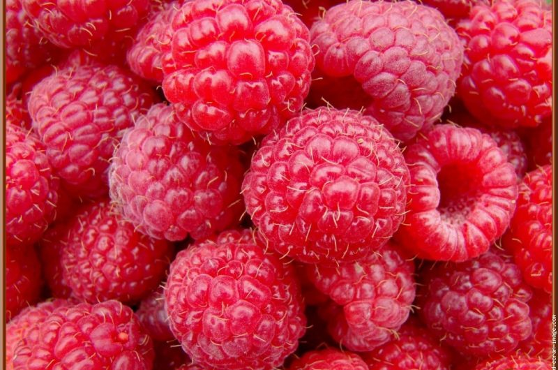 CDT-40-tfinal-framboise-2d1e2b85f6e847b9b5f830ec7528f294