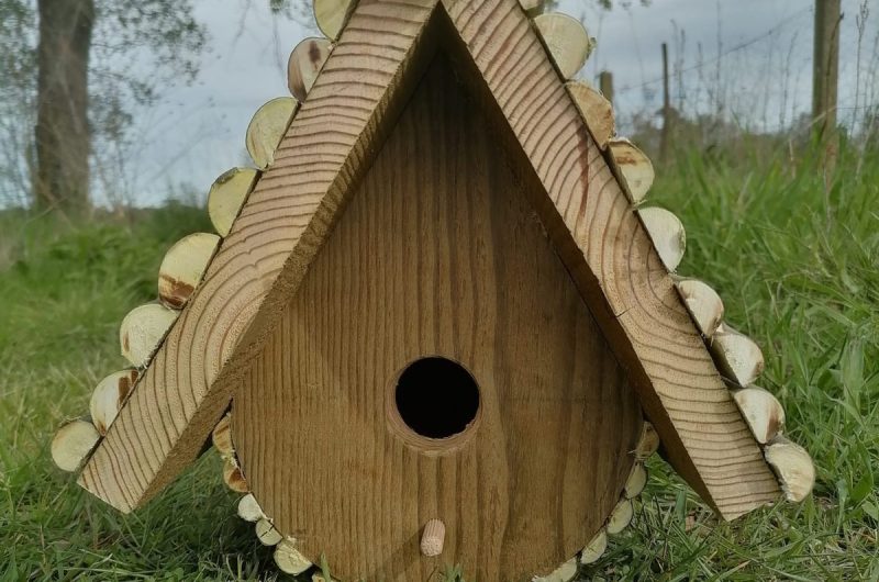 Cabane à oiseaux – 23-04 – Les copeaux de Coline