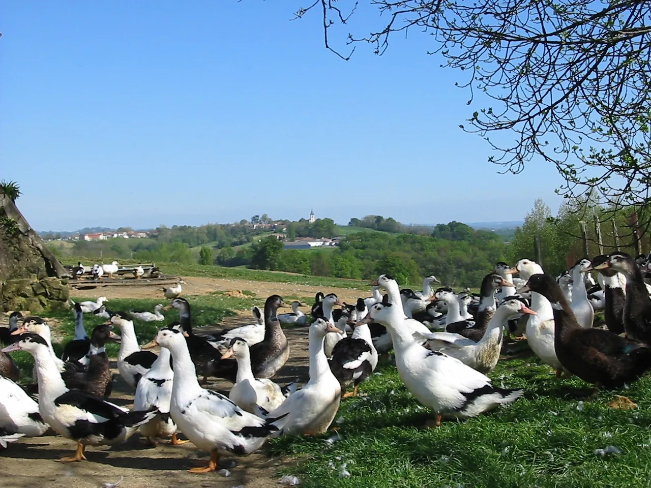 Canards Ferme Jouandéou