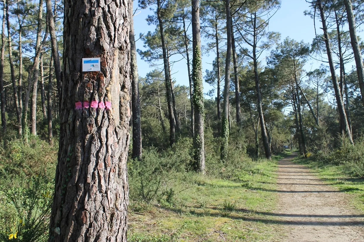 Le circuit rose des plages